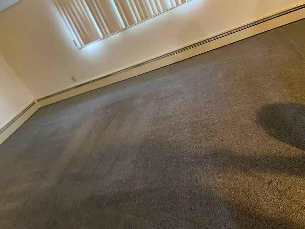 Carpet Shampooing image